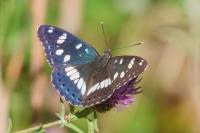 Limenitis reducta