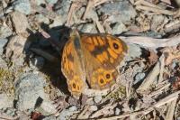 Lasiommata megera