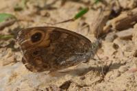 Lasiommata megera