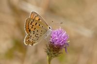 Lycaena tityrus