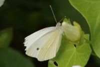 Pieris rapae