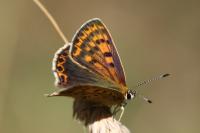 Lycaena tityrus
