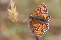 Melitaea parthenoides