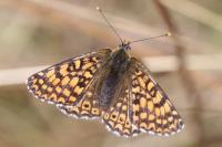 Melitaea cinxia