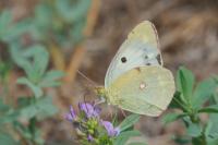 Colias crocea