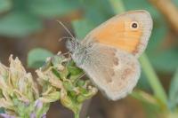 Coenonympha pamphilus