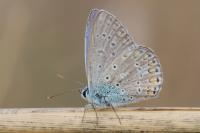 Polyommatus icarus