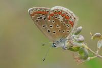 Polyommatus icarus