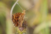 Boloria dia