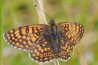 Melitaea cinxia
