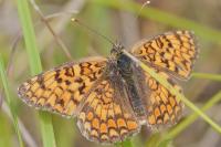 Melitaea phoebe