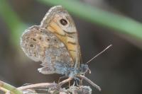 Lasiommata megera