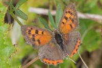 Lycaena phlaeas