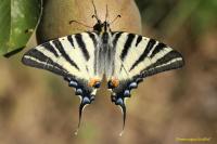 Iphiclides podalirius