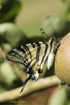 Iphiclides podalirius