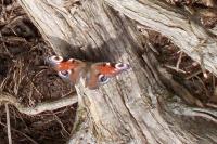 Aglais io
