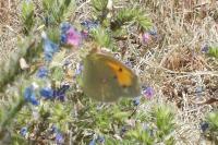 Colias crocea