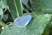 Celastrina argiolus