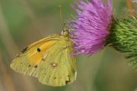 Colias crocea