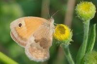 Coenonympha pamphilus