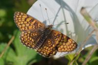Melitaea cinxia
