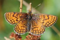 Melitaea parthenoides