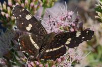 Araschnia levana