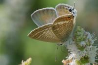 Lampides boeticus