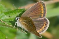 Polyommatus icarus