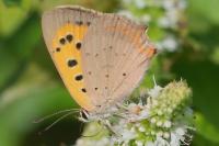 Lycaena phlaeas
