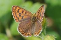 Lycaena tityrus