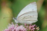 Pieris napi