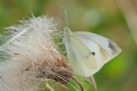 Pieris rapae