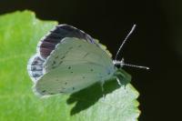 Celastrina argiolus