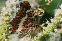 Araschnia levana