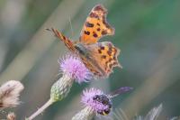 Polygonia c-album