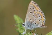 Aricia agestis