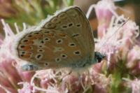 Polyommatus icarus