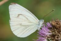 Pieris napi