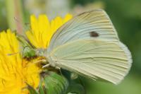 Pieris rapae