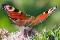 Aglais io