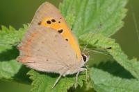 Lycaena phlaeas