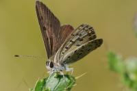 Lycaena tityrus