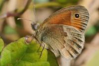 Coenonympha pamphilus