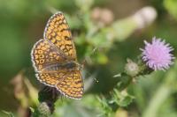 Melitaea cinxia