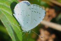 Celastrina argiolus