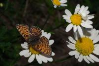 Melitaea cinxia