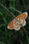 Melitaea didyma