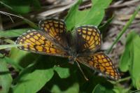 Melitaea parthenoides