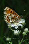 Melitaea parthenoides